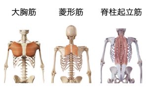 筋肉1