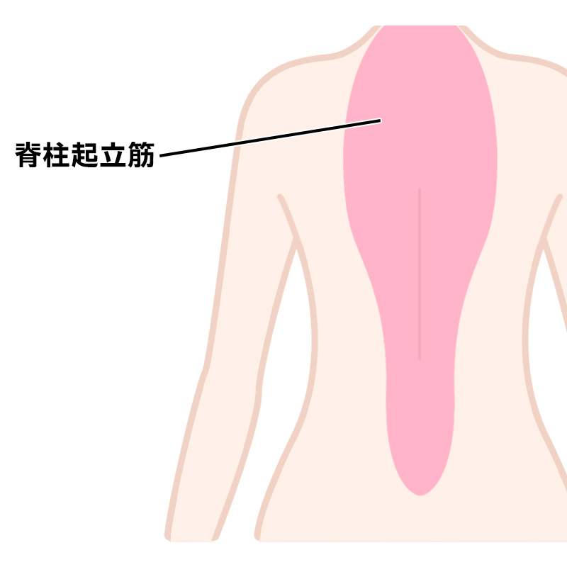女性が腹筋ローラーを効果的に使う方法 引き締め くびれ作りにぴったり Qool